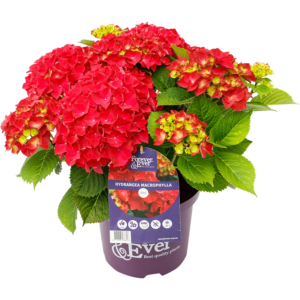 Hortensja kwitnąca co roku ogrodowa &#39;Forever &amp; Ever® Red&#39; Hydrangea macrophylla