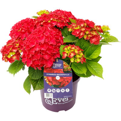 Hortensja kwitnąca co roku ogrodowa &#39;Forever &amp; Ever® Red&#39; Hydrangea macrophylla