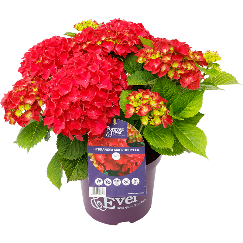 Hortensja kwitnąca co roku ogrodowa &#39;Forever &amp; Ever® Red&#39; Hydrangea macrophylla