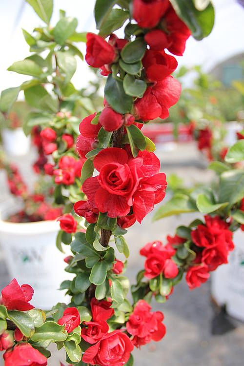 Pigwowiec okazały &#39;Scarlet Storm&#39; Chaenomeles speciosa
