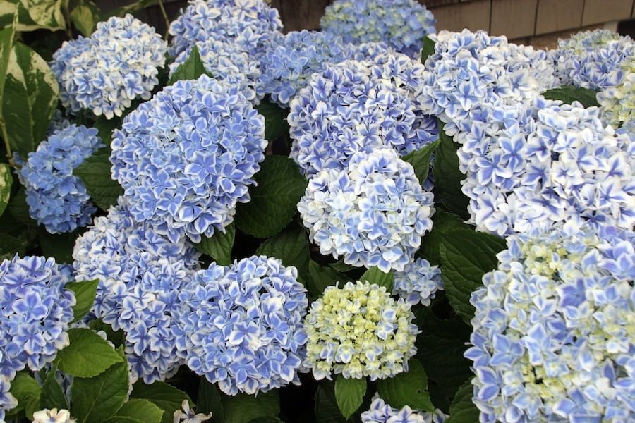 Hortensja &#39;You &amp; Me® Peppermint Blue&#39; Hydrangea macrophylla
