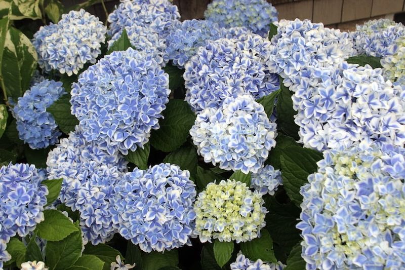 Hortensja &#39;You &amp; Me® Peppermint Blue&#39; Hydrangea macrophylla