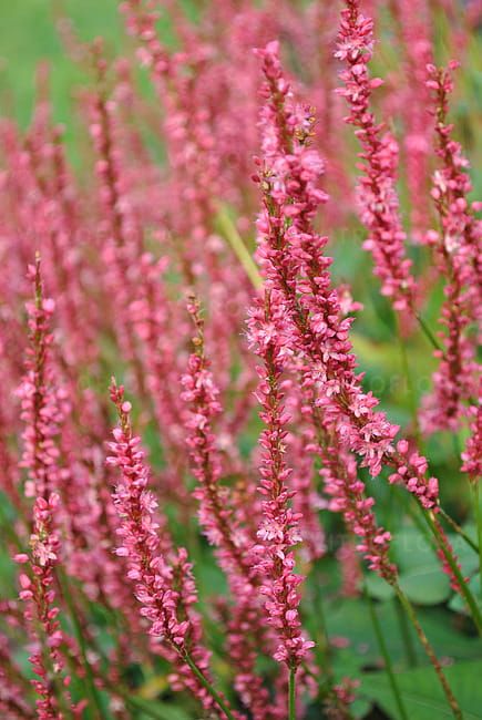 Rdest &#39;JS Seven Oaks Village&#39; Persicaria amplexicaulis
