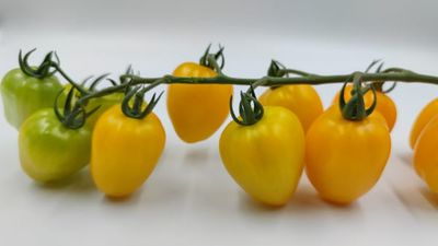 Pomidor koktajlowy truskawkowy żółty bardzo słodki