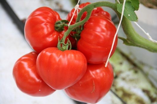 Pomidor szczepiony Gourmandia F1 typu bawole serce Holenderskie