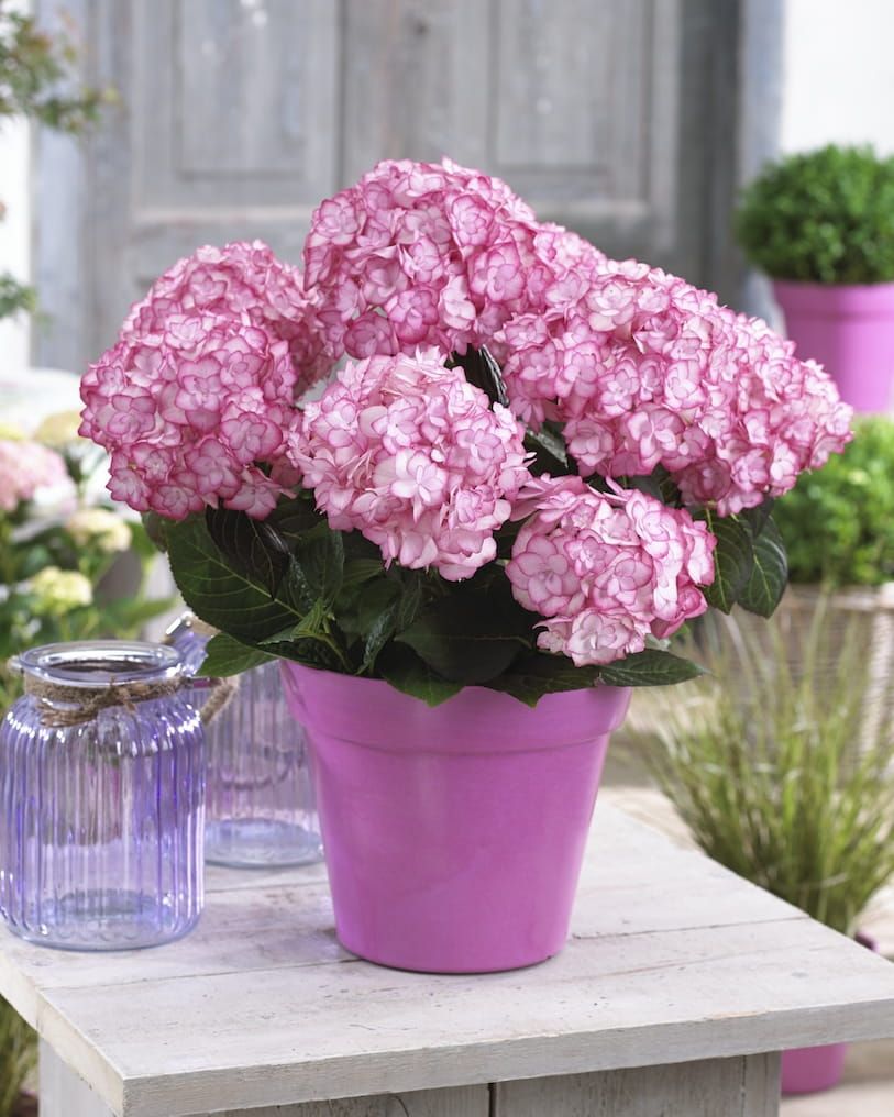 Hortensja ogrodowa &#39;You &amp; Me® Miss Saori&#39; Hydrangea macrophylla