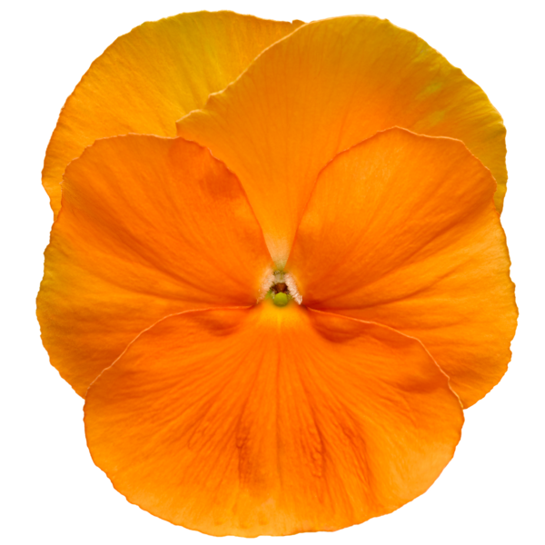 Bratek Pomarańczowy