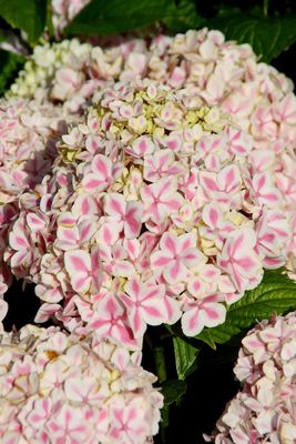 Hortensja &#39;You &amp; Me® Peppermint Pink&#39; Hydrangea macrophylla