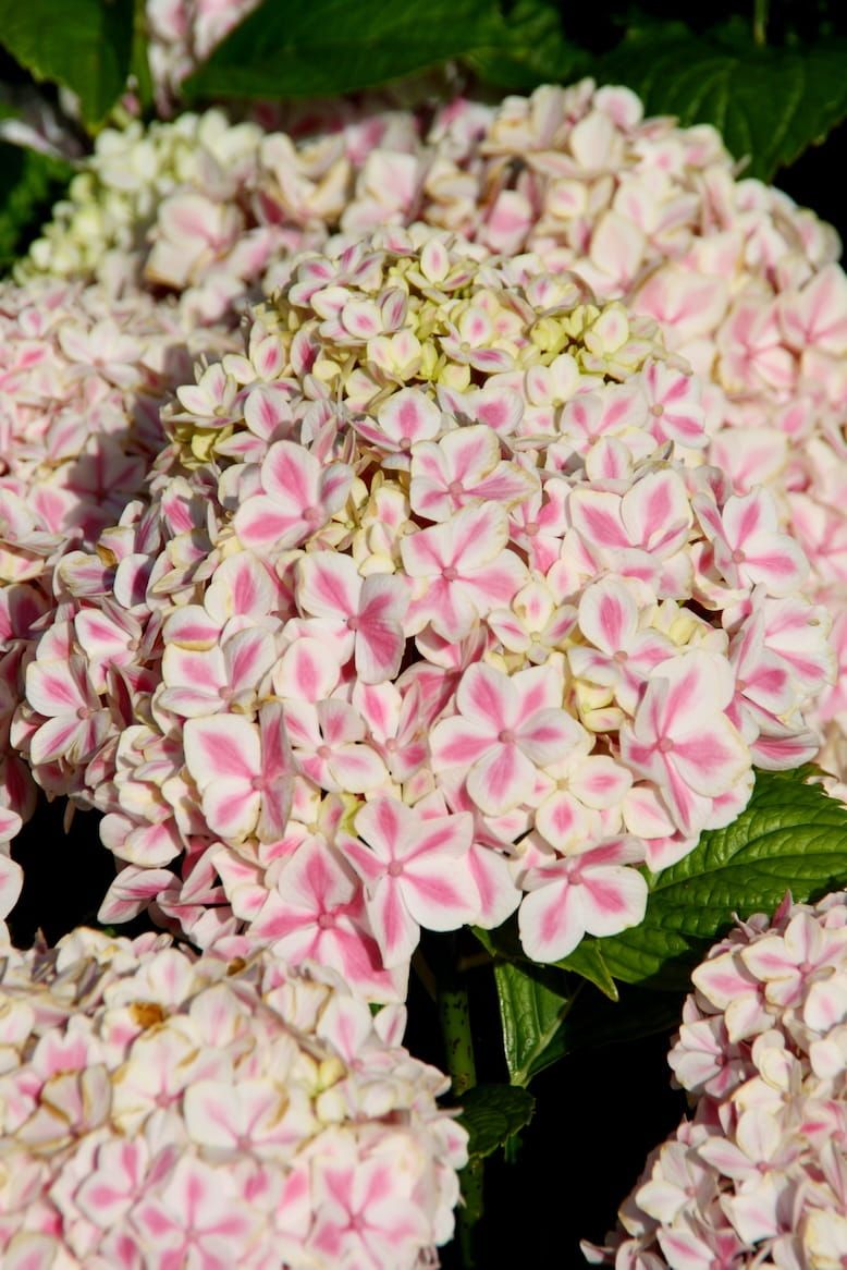 Hortensja &#39;You &amp; Me® Peppermint Pink&#39; Hydrangea macrophylla