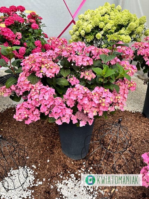 Hortensja ogrodowa &#39;Endless Summer® Pop Star Pink&#39; Hydrangea macrophylla