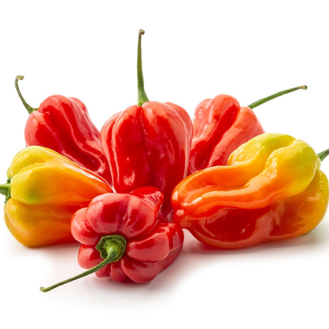 Papryka ostra Habanero Red
