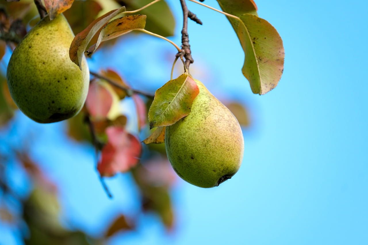Grusza &#39;Nojabrskaja&#39; Pyrus communis