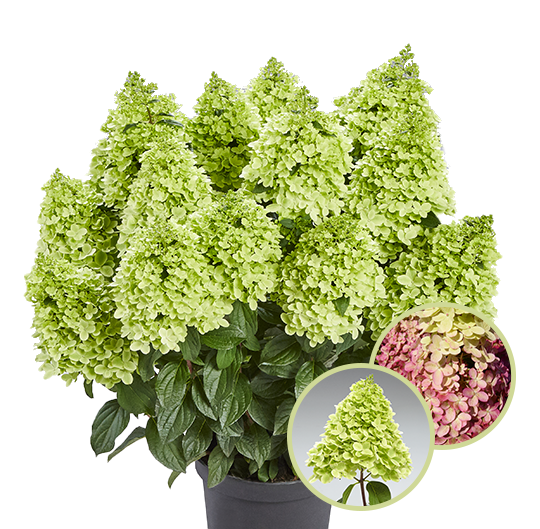 Hortensja bukietowa &#39;Pantheon&#39; Hydrangea