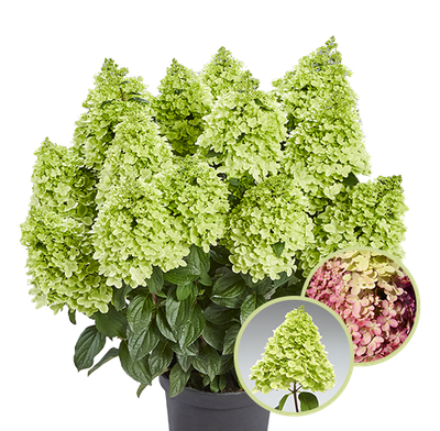 Hortensja bukietowa &#39;Pantheon&#39; Hydrangea