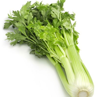 Seler naciowy sadzonki
