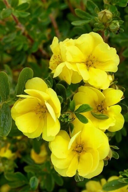 Pięciornik krzewiasty &#39;Double Punch® Gold&#39; Potentilla fruticosa