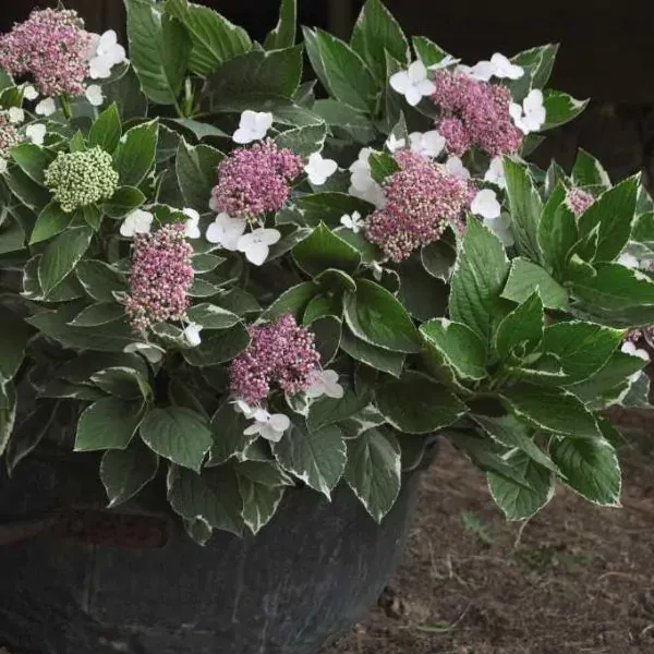 Hortensja ogrodowa &#39;Light O Day&#39;® Hydrangea macrophylla