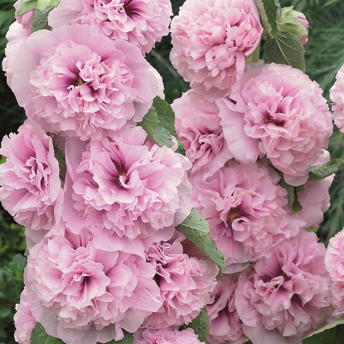 Malwa pełna &#39;Chater&#39;s Double Pink&#39; Alcea rosea