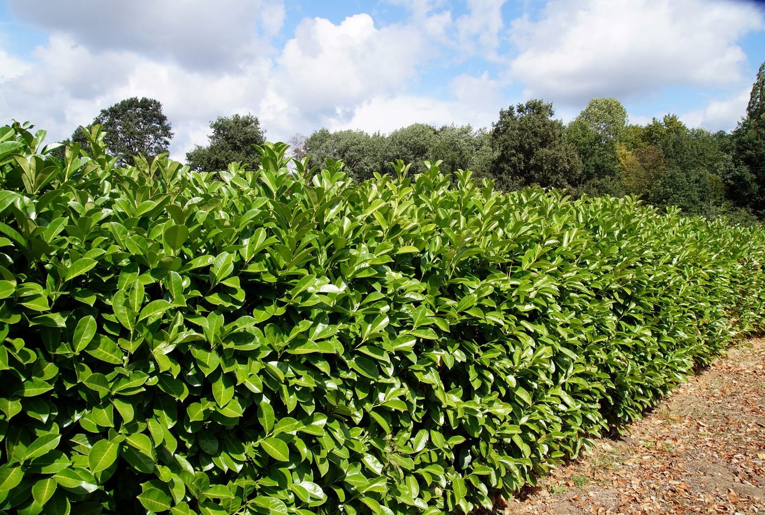 Laurowiśnia &#39;Caucasica&#39; Prunus laurocerasus