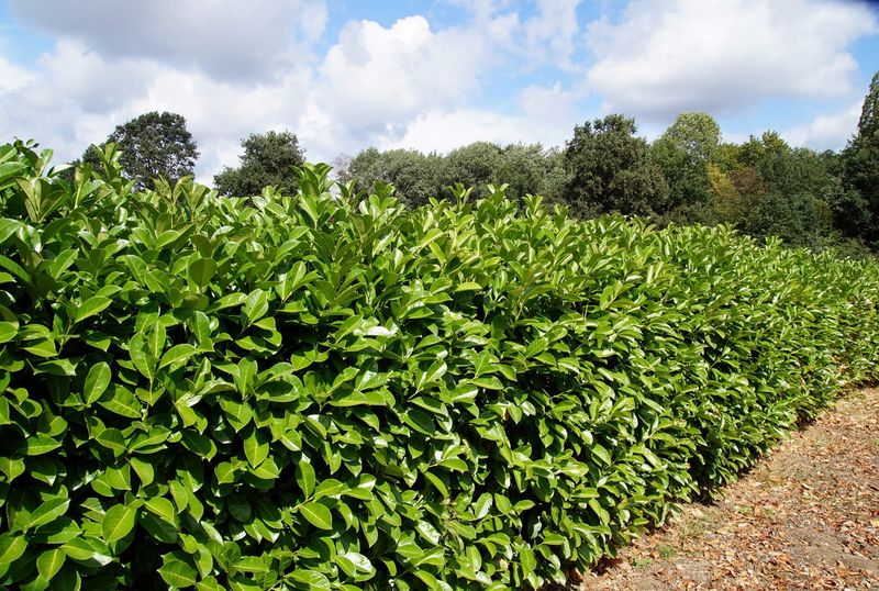 Laurowiśnia &#39;Caucasica&#39; Prunus laurocerasus