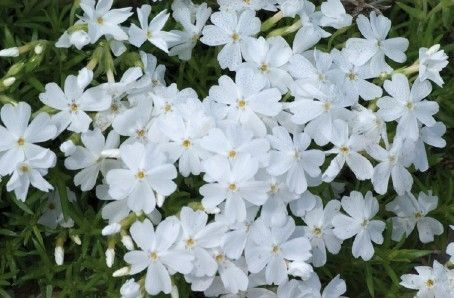 Floks płożący &#39;Fabulous White&#39; Phlox subulata