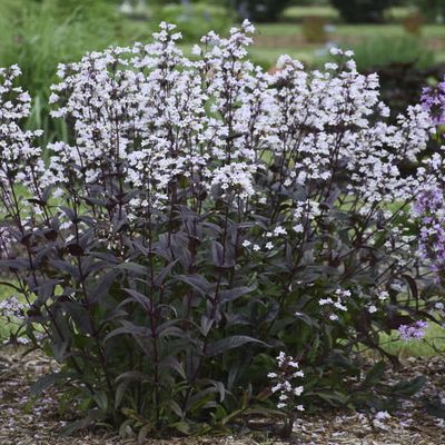 Penstemon &#39;Onyx and Pearls&#39; Penstemon digitalis