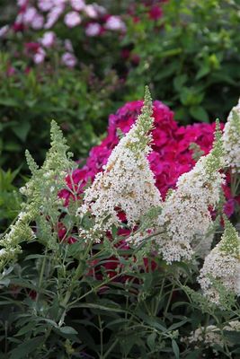 Budleja Davida &#39;Summer Bird White&#39; Buddleja davidii
