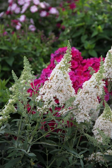 Budleja Davida &#39;Summer Bird White&#39; Buddleja davidii
