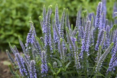 Przetacznik &#39;Magic Show® Ever After&#39; Veronica spicata