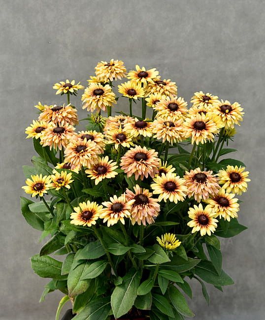 Rudbekia &#39;Flamenco® Vanilia&#39; Rudbeckia hirta