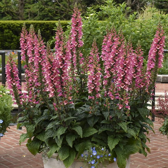 Naparstnica &#39;Berry Canary&#39; Digitalis