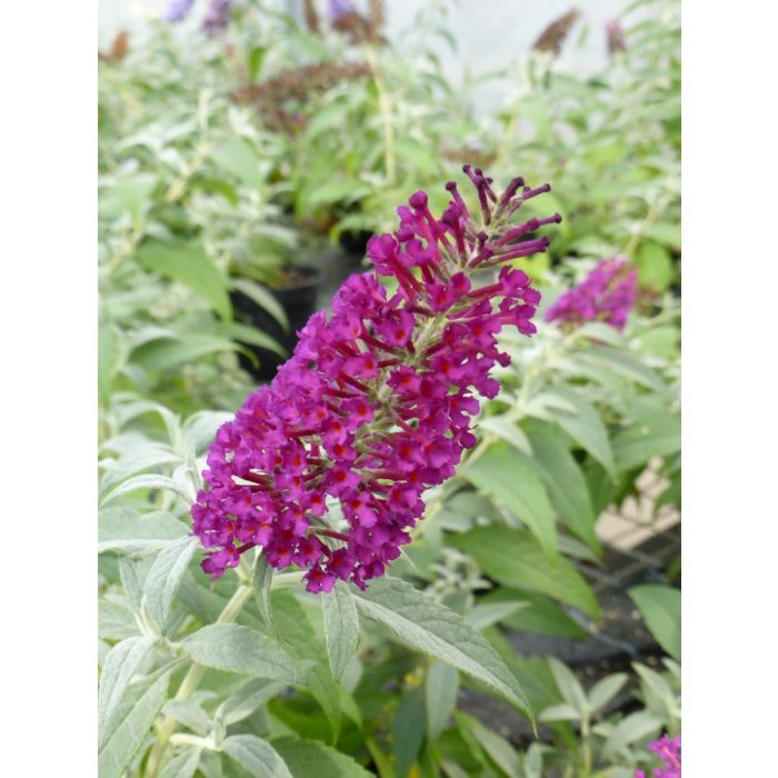 Budleja Davida &#39;Buzz Magenta&#39; Buddleja davidii