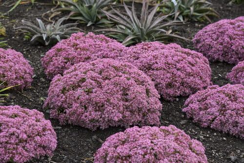 Rozchodnik 'Rock N' Round Pride and Joy' Sedum telephium