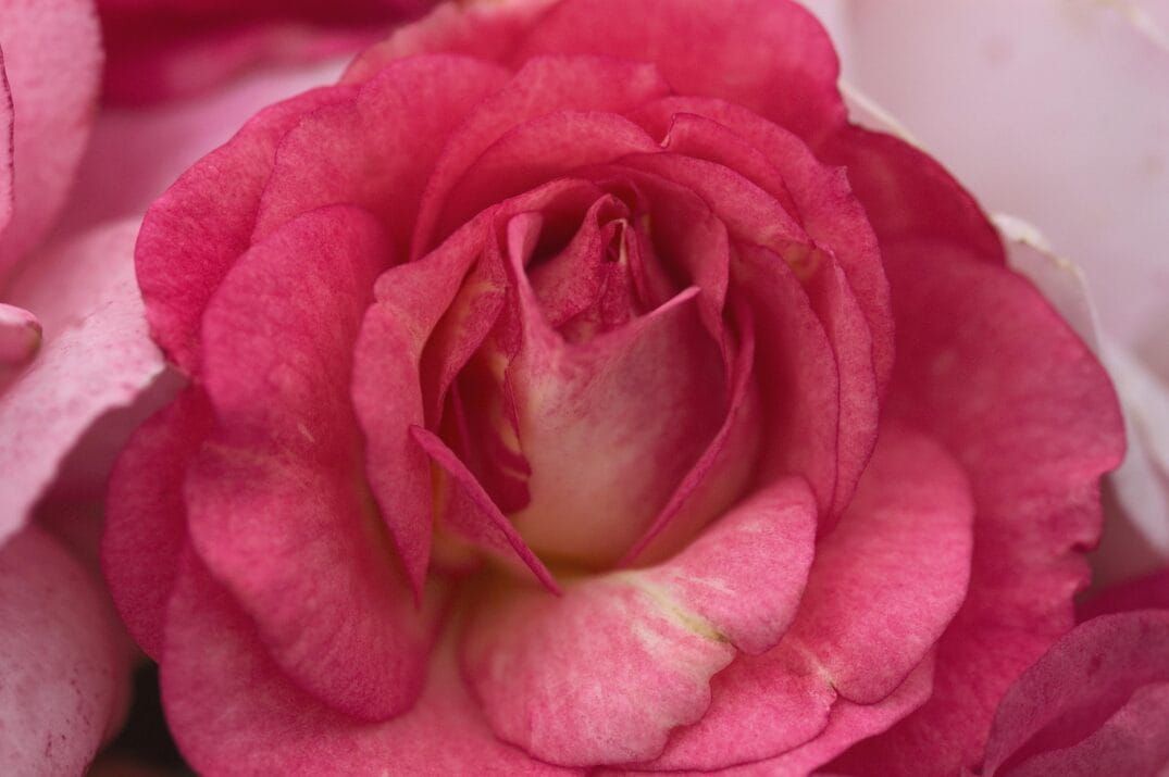 Róża stojąca &#39;Easy Elegance® Sunrise Sunset&#39; Rosa hybrida