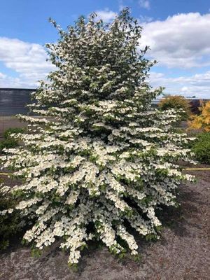 Kalina japońska &#39;Kilimandjaro Sunrise&#39; Viburnum  japonicum