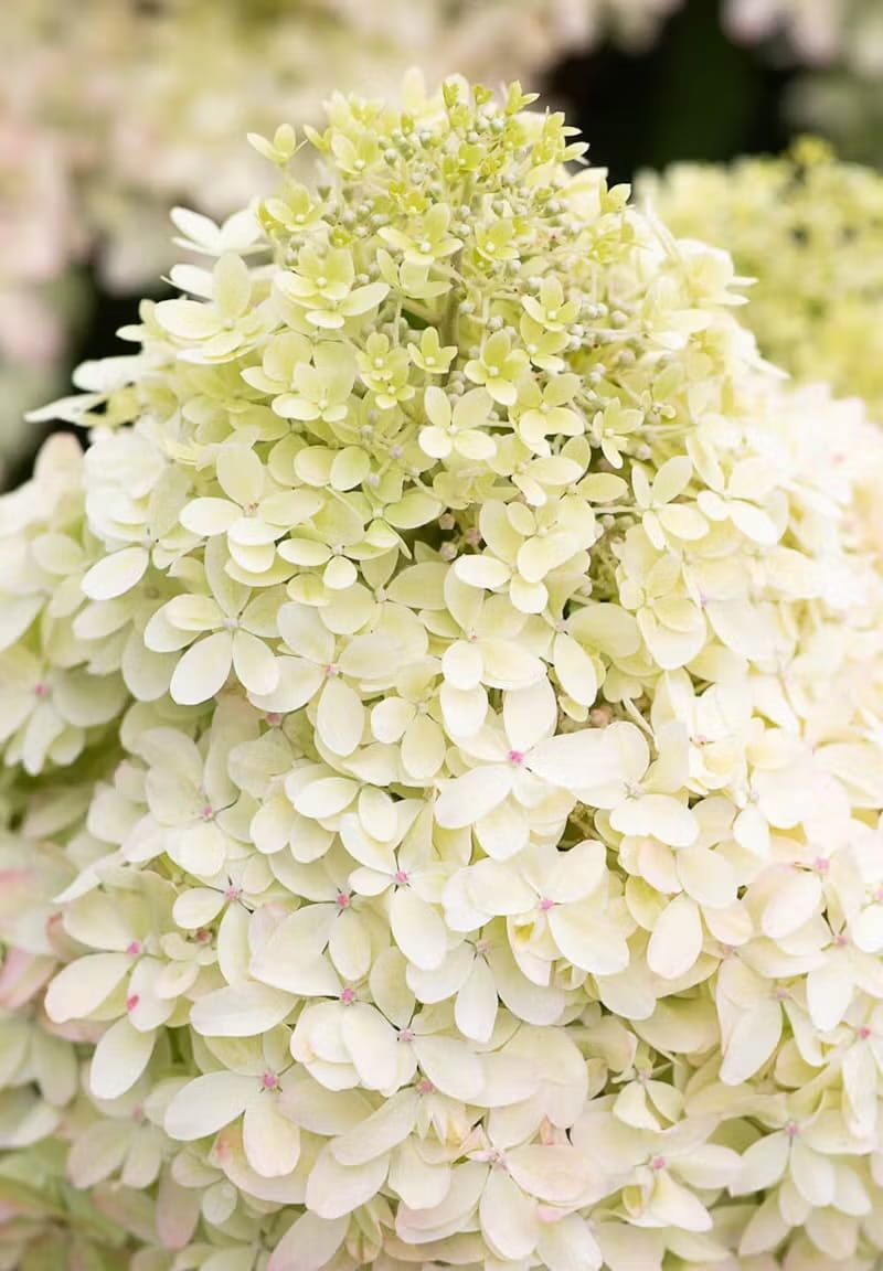 Hortensja bukietowa &#39;Living Royal Flower&#39;® Hydrangea paniculata