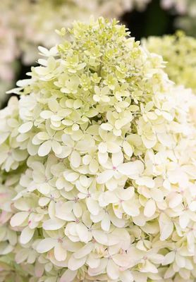 Hortensja bukietowa &#39;Living Royal Flower&#39;® Hydrangea paniculata