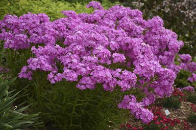 Floks wiechowaty odcienie różu Phlox paniculata