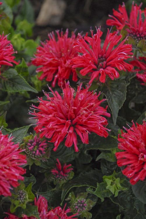 Pysznogłówka &#39;Pardon My Cerise&#39; Monarda hybrida