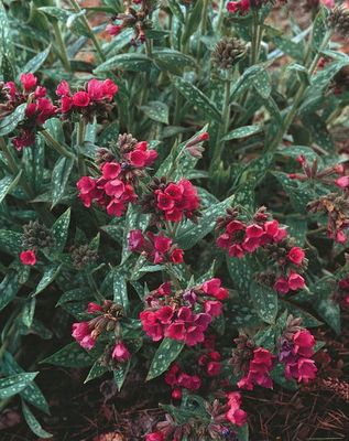 Miodunka &#39;Raspberry Frost&#39; Pulmonaria hybrida