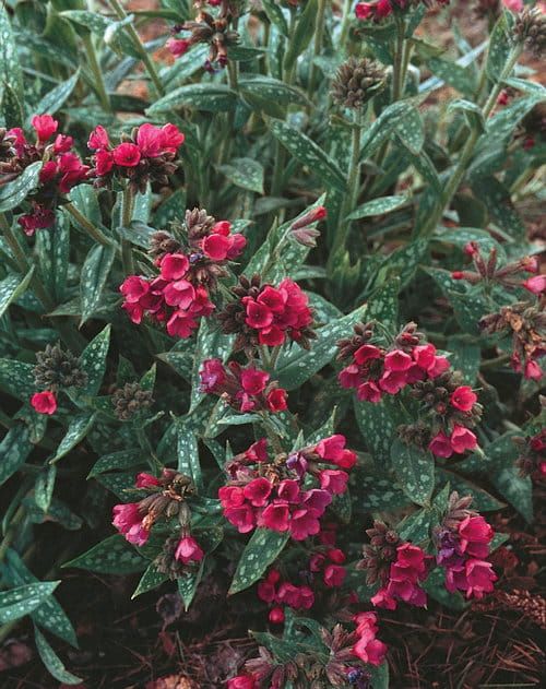 Miodunka 'Raspberry Frost' Pulmonaria hybrida