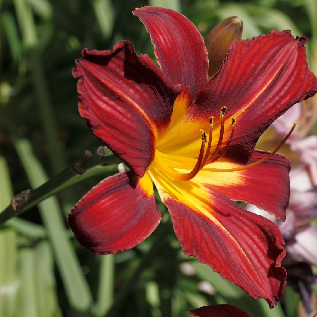 Liliowiec &#39;Stella in Red&#39; Hemerocalis