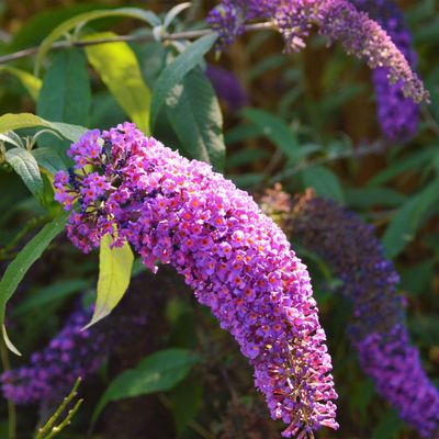 Buddleja Davida &#39;Nike&#39; Buddleja davidii