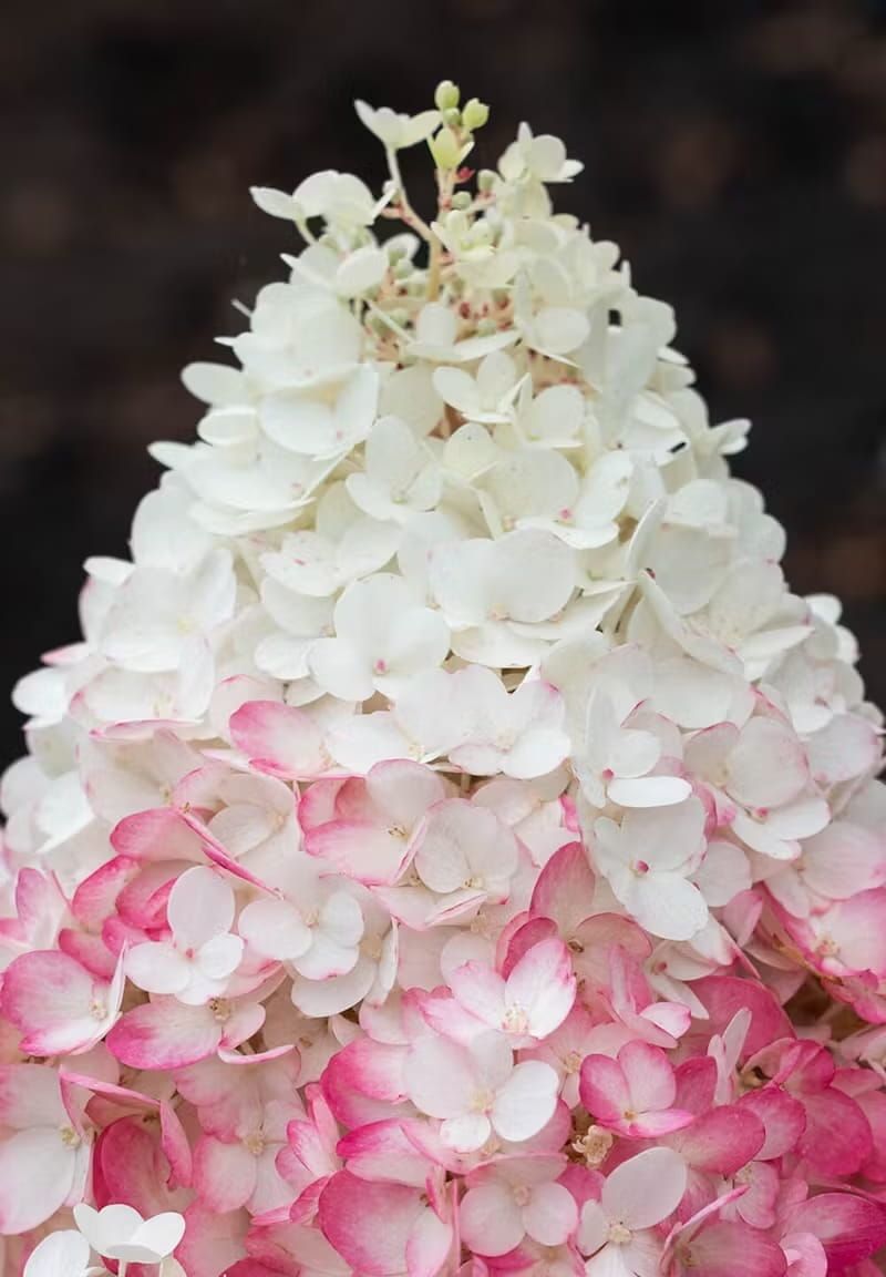 Hortensja bukietowa &#39;Living Strawberry Blossom&#39;® Hydrangea paniculata