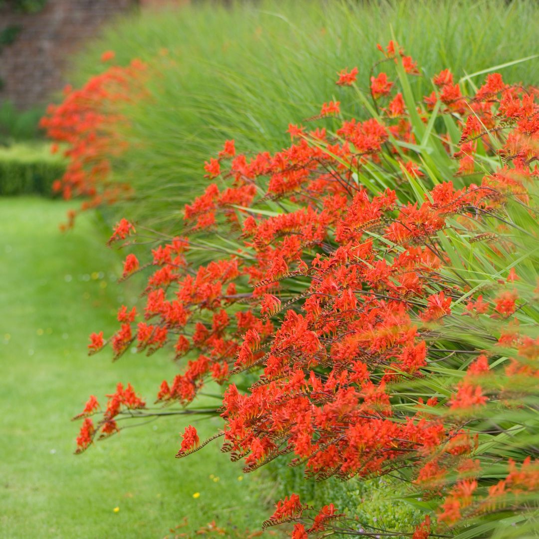 Krokosmia &#39;Lucifer&#39; Crocosmia crocosmiiflora