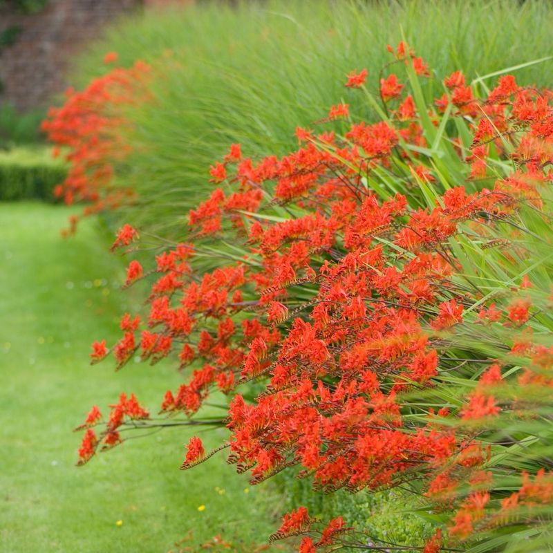 Krokosmia &#39;Lucifer&#39; Crocosmia crocosmiiflora