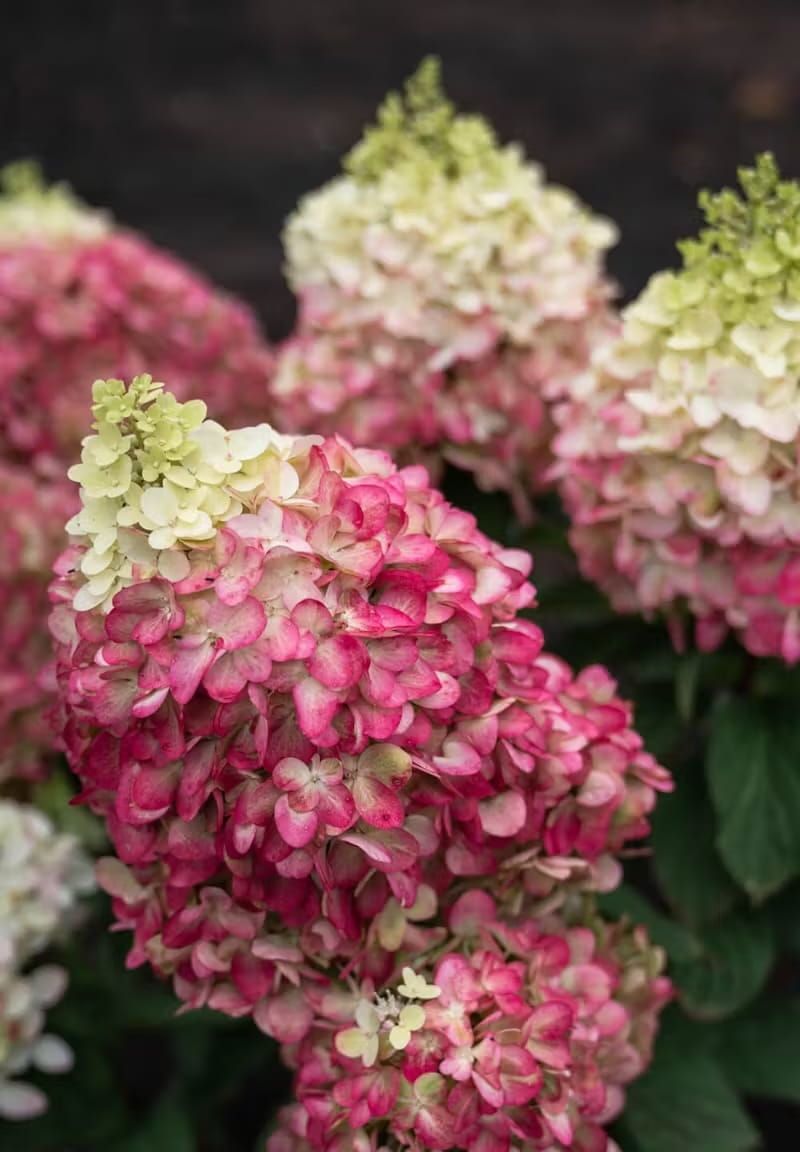Hortensja bukietowa &#39;Living Colourful Cocktail&#39;® Hydrangea paniculata