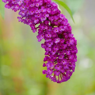 Buddleja Davida &#39;Summer Beauty&#39; Buddleja davidii
