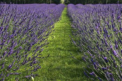 Lawenda &#39;Phenomenal&#39; Lavandula intermedia