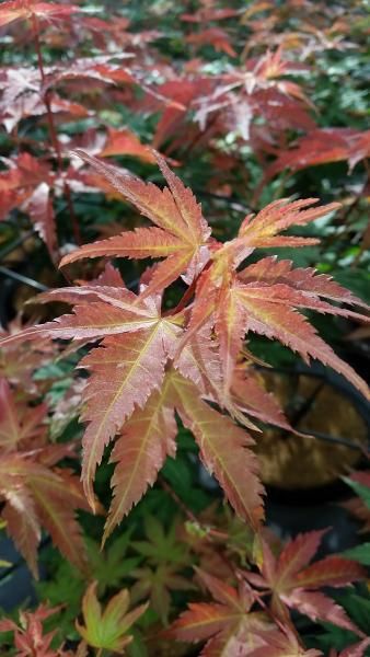 Klon palmowy &#39;Brown Sugar&#39; Acer palmatum